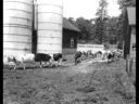 st_j_farm_004_cows_returning_in_line_to_barn2C_Colyer.jpg